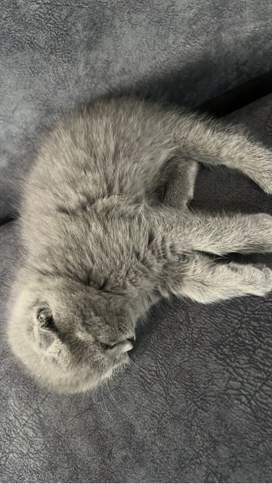 Шотландская Вислоуха