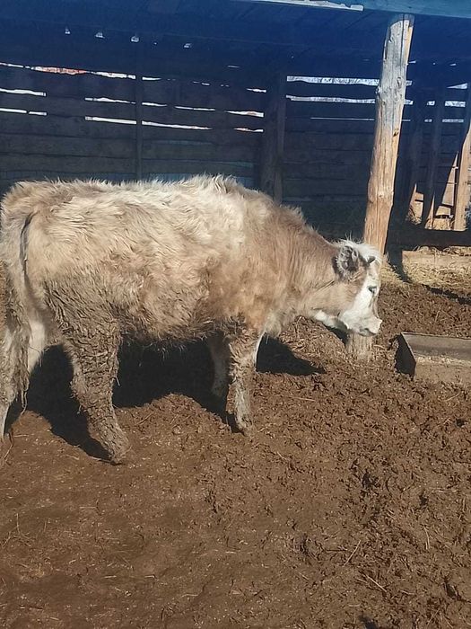 Продам тёлку возраст 1 год