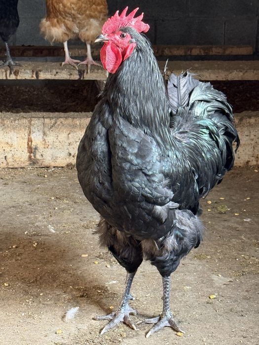 Австролорп Россия.