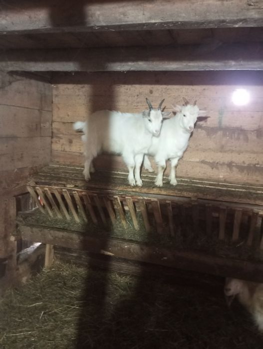 Vand doi iezi mai multe detalii la telefon