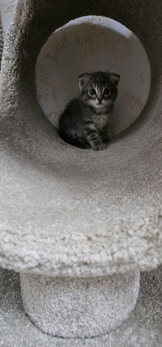 Вислоухий мальчик 1,5 мес. Ищет семью срочно