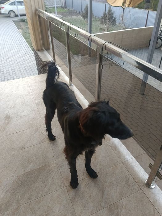 Продам собаку, тазы