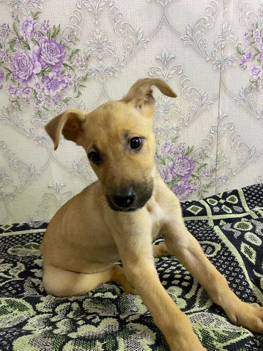 Отдам щенков в добрые руки