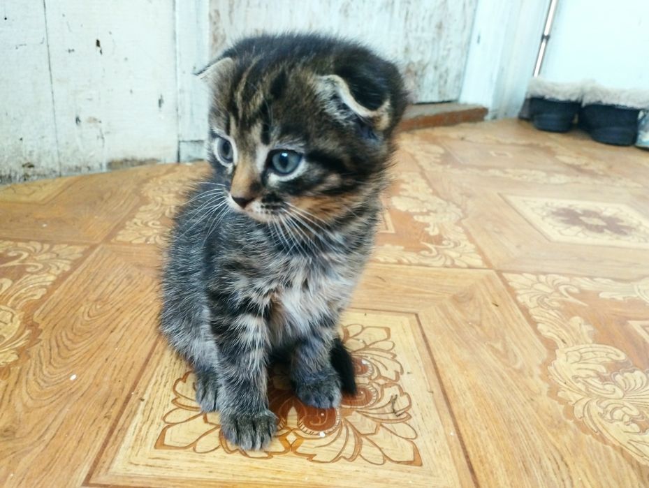 Продам кота .девочка.