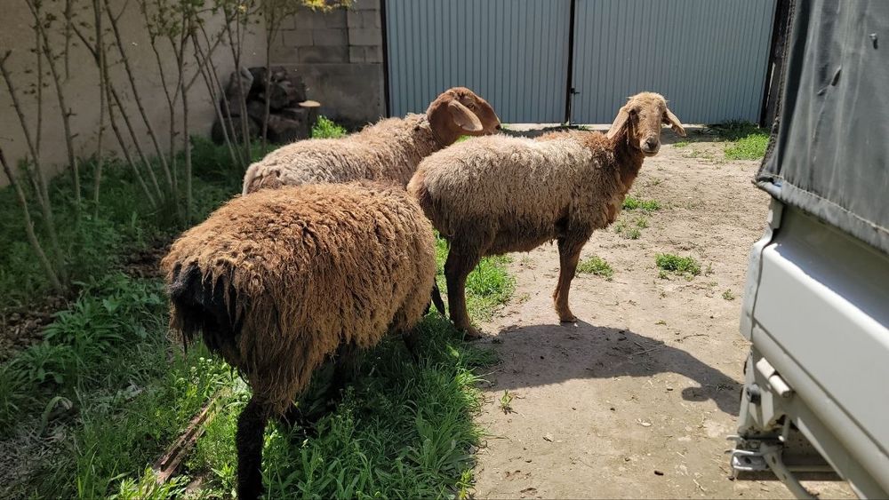 Зотдор Куйлар сотилади