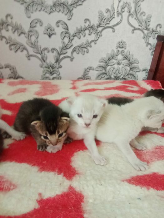 Котята чаузи колор поинт