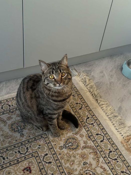 Отдам кота в добрые руки