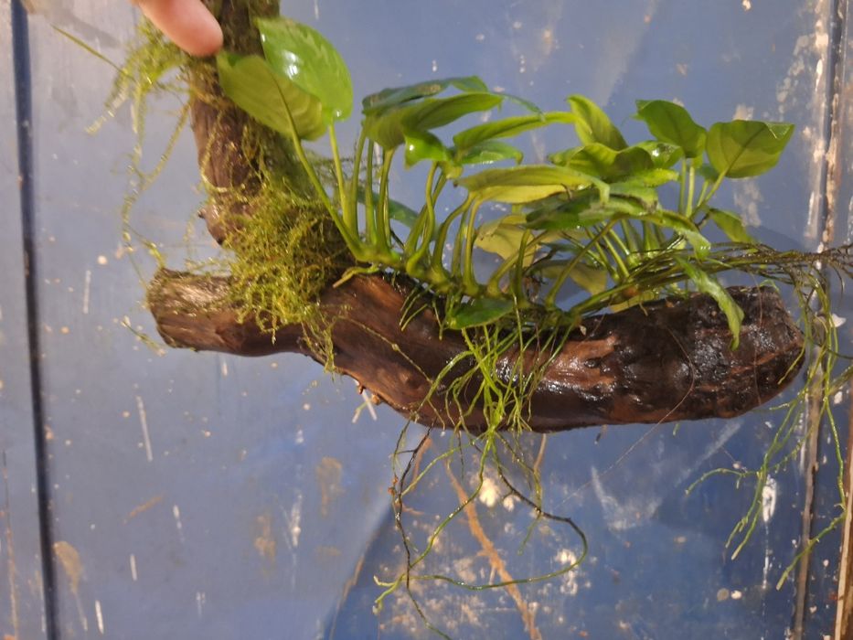 Anubias pe cioate și simplu