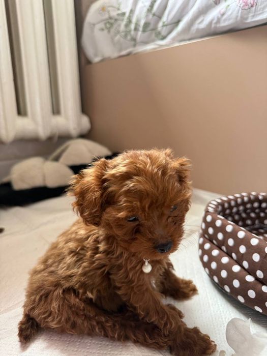 Тикап пудель (Red Brown) - миниатюрный щенок