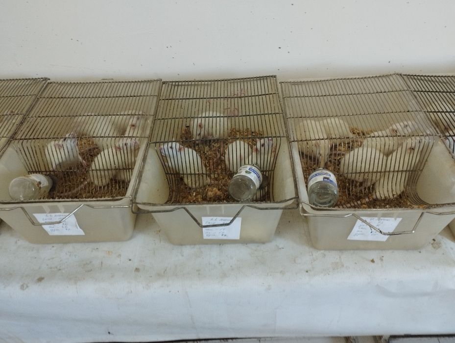 Лаборатория каламушлари сотилади