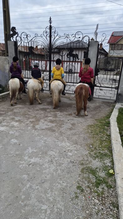 Cai pt echitatie terapie si agrement