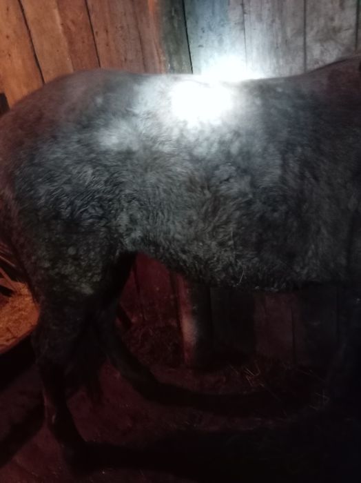 Продам лошадей с откорма