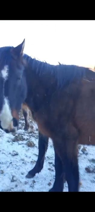 Кабылы хорошй обучены, ручной