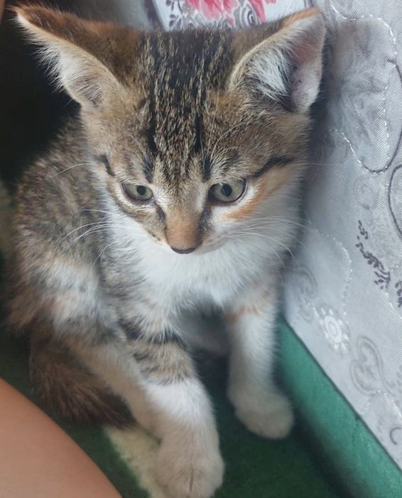 Отдам котенка (девочка )