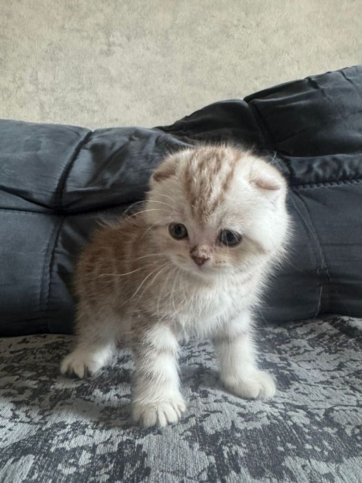 Мальчик вислоухий