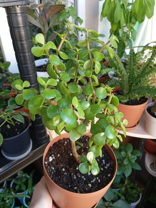 Продам растения цветы