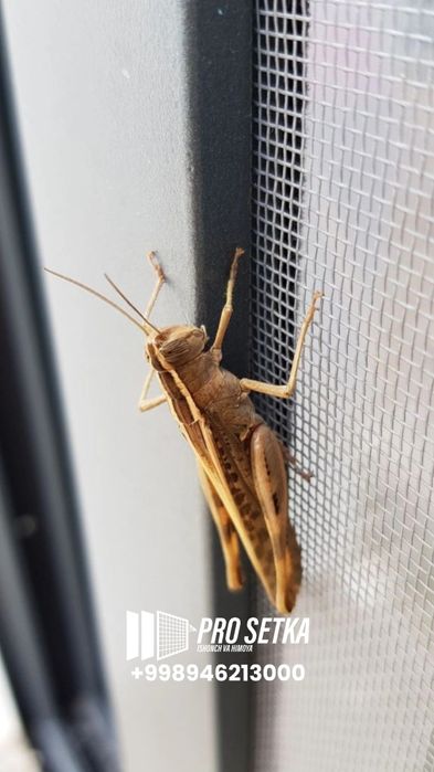 Москит сетка на окно и двери | maskit akfa setka | Toshken bõylab 24/7