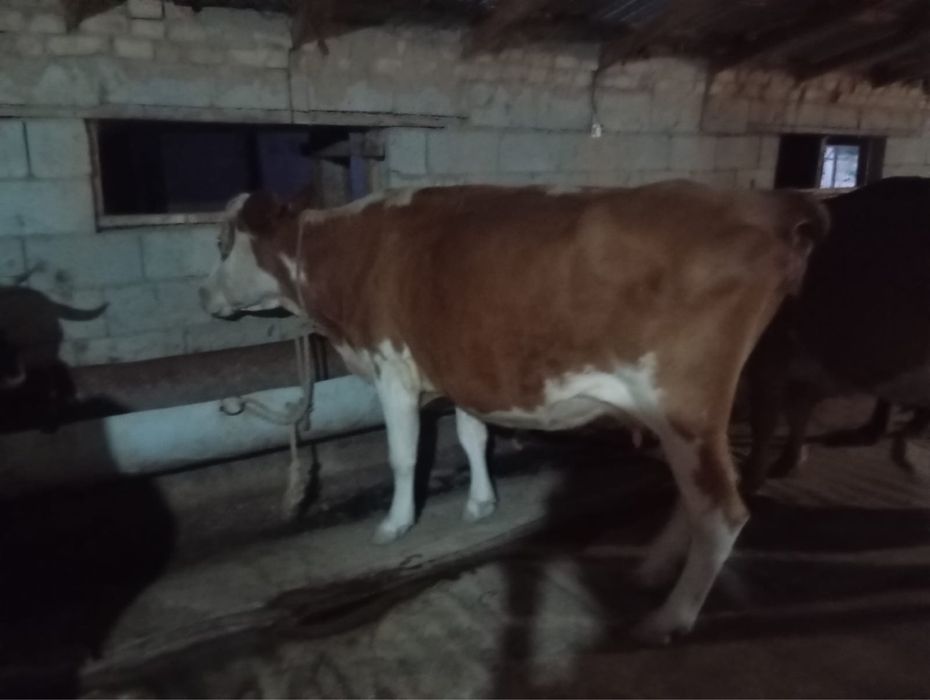 Продам коровы срочно