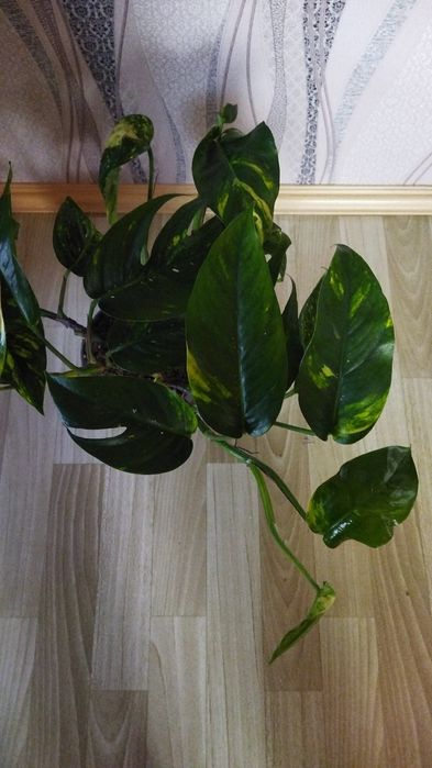 Комнатные цветы в ассортименте