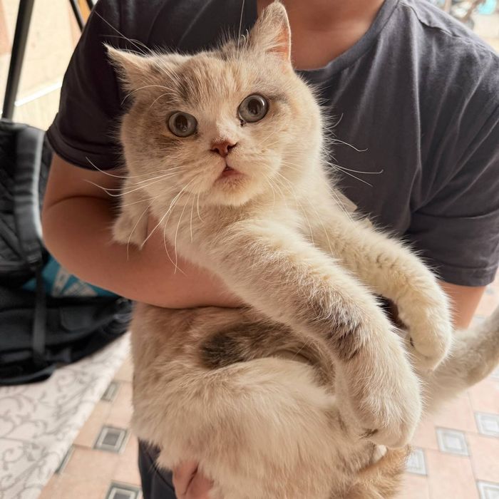 Mushuk sotiladi British short hair qizbola