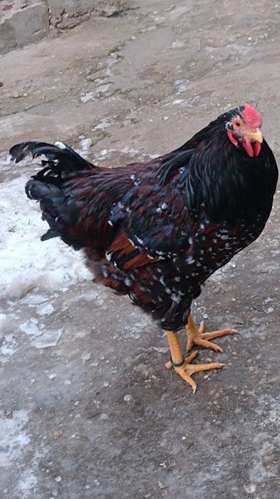 Cocos wyandotte portelan