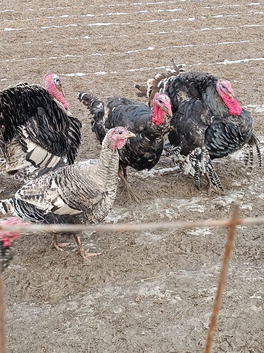 Гибрид қораздар сатылады