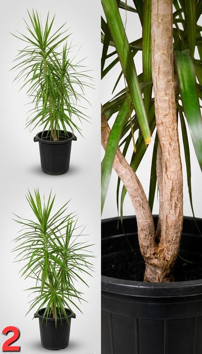 Домашние растения