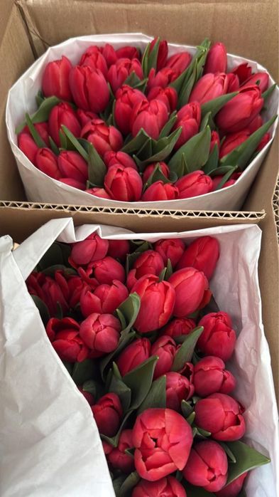 Свежие цветы тюльпаны