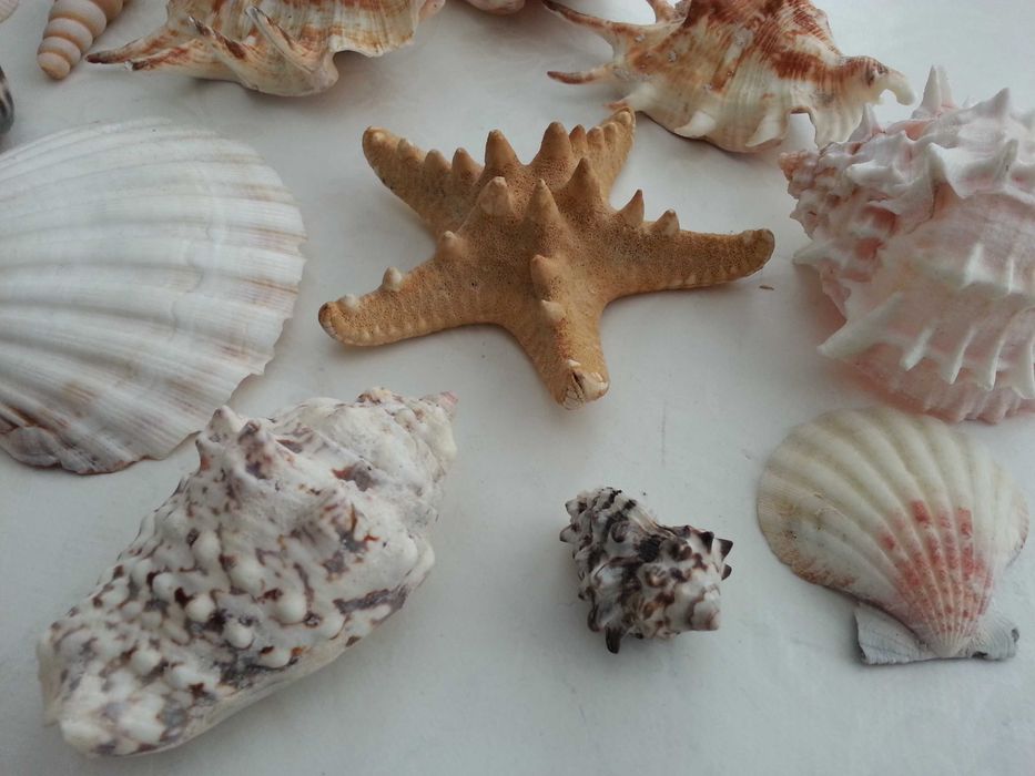 Морска красота за декорация