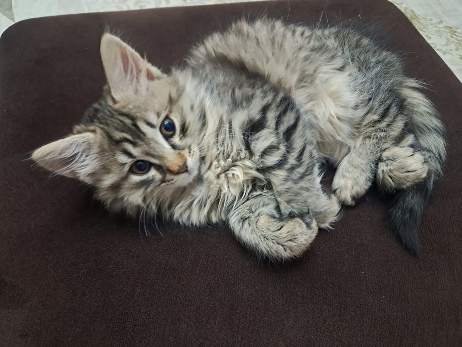 Mushukcha mehrli qoʻllarga