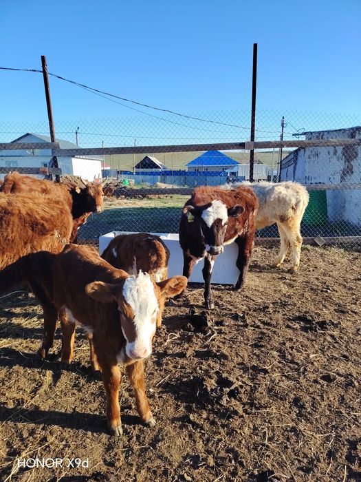 Продаётся скот и телята