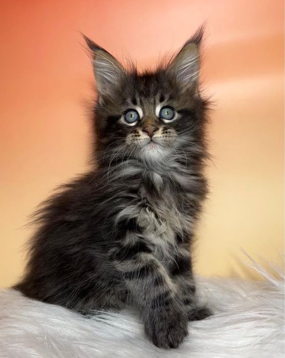Котята мейн-кун из проф питомника.