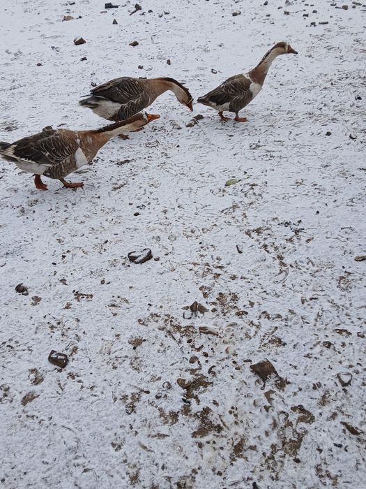 Vand 2 gansaci și 1 gasca