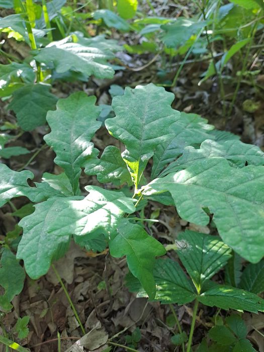 Продам саженцы дуба