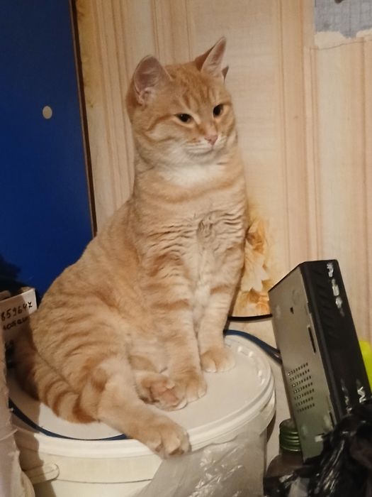 Ищем семью.Сёма 7 месяцев