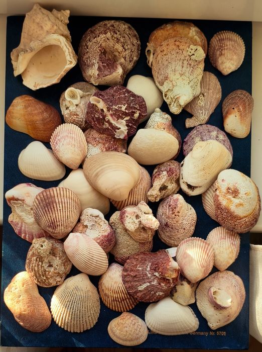 Ракушки и береговые палочки
