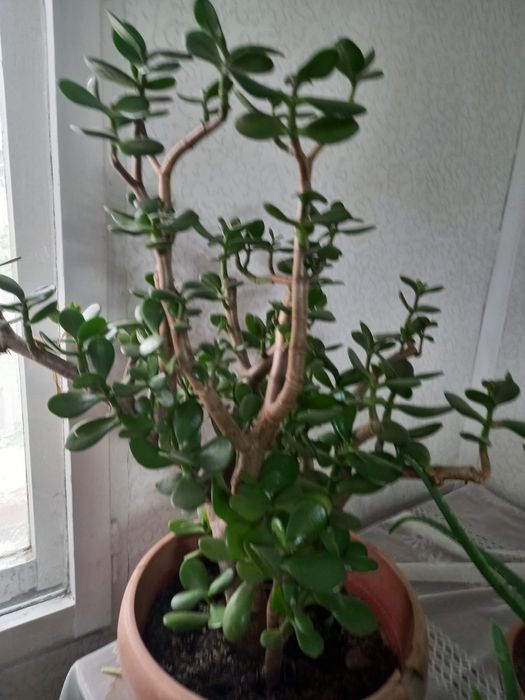 Продаются цветы в горшках