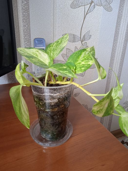 Продам комнатный цветок