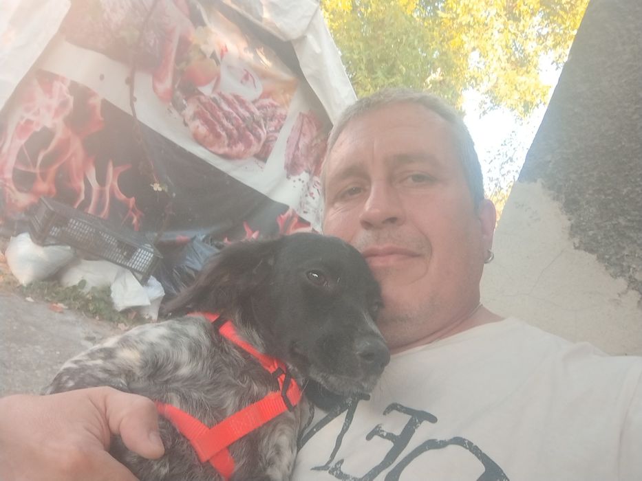 Куче бретон шпаньол женско подарява