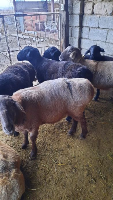 Сектер сатылады !!