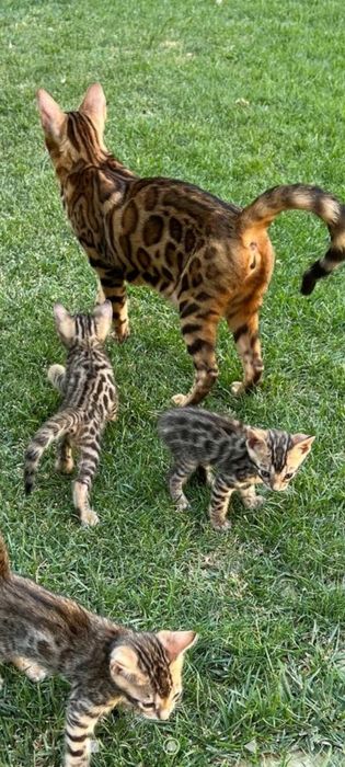 Бенгалская семья