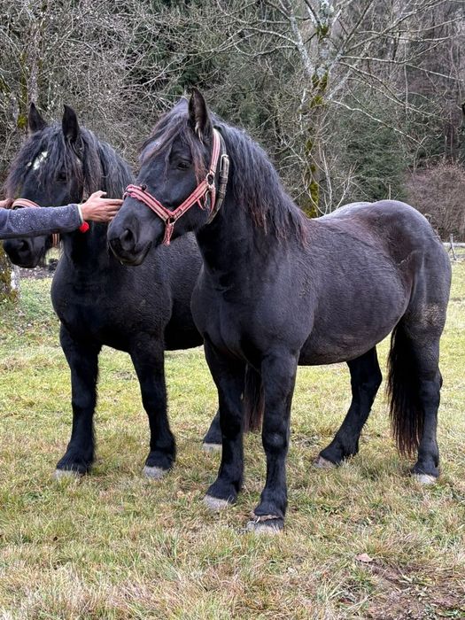 Vând mânză sarga mânze negre armasar