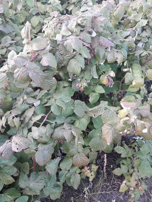 Срочно!Продам дачу