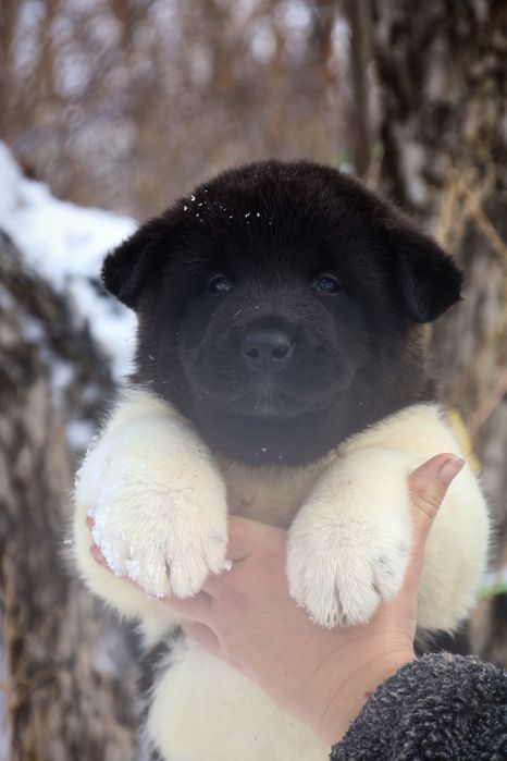 Отличные щенки Американской Акиты