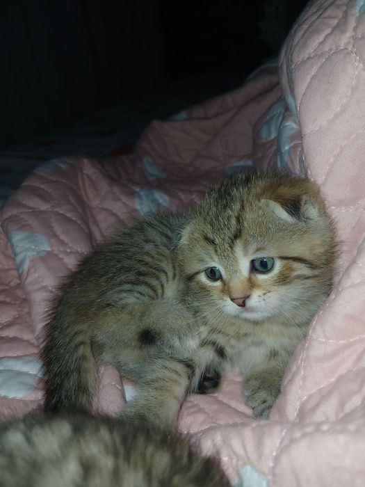 Британские котята