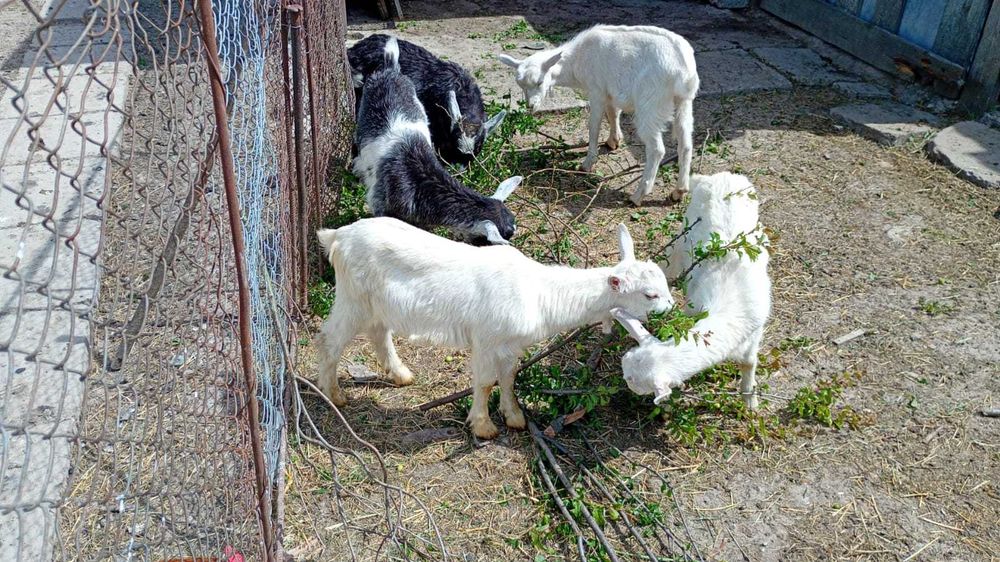 Iezi de vanzare ,4 bucati in Lugoj (2 masculi si 2 femele)