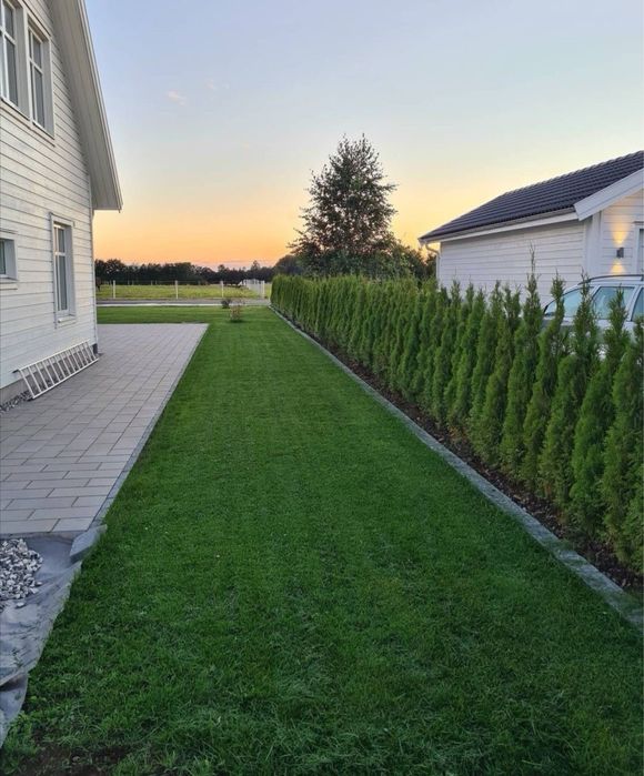 Туя смарагд