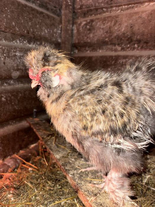 Cocosi matase japoneză