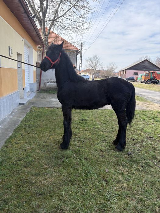 Manji Frisian barok de vanzare .