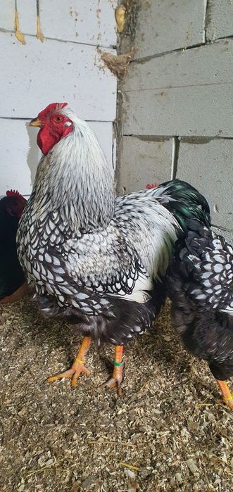 Cocos wyandotte 2025